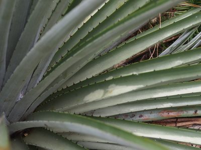Puya dasylirioides, photographed by Lena Struwe