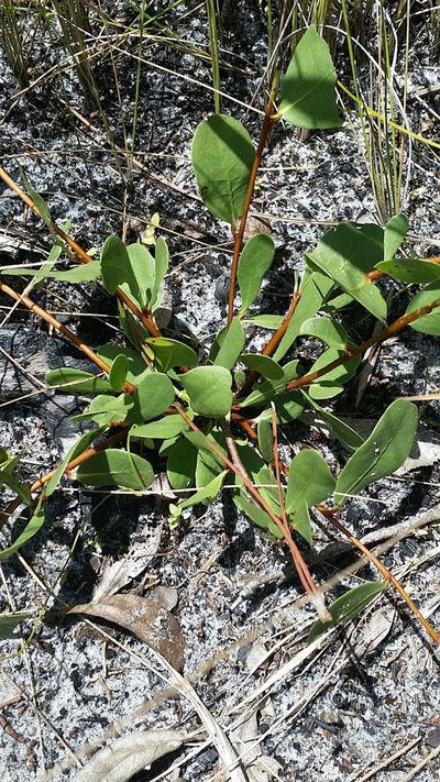 Asimina pulchella, photographed by Jay Horn