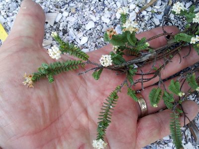 Pimelea xenica, photographed by Peter de Lange