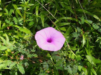 Ipomoea setifera, photographed by Lena Struwe