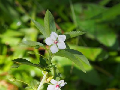 Sauvagesia erecta, photographed by Lena Struwe