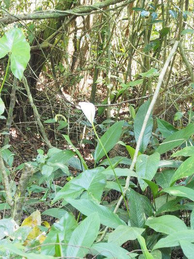 Spathiphyllum friedrichsthalii, photographed by Lena Struwe