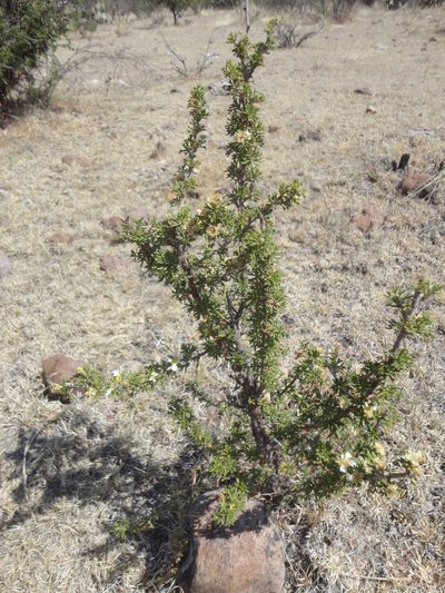 Purshia mexicana, photographed by Juan Carlos Fonseca Mata