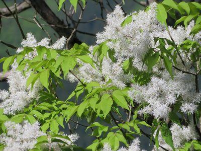 Fraxinus sieboldiana, photographed by Marco Mussita