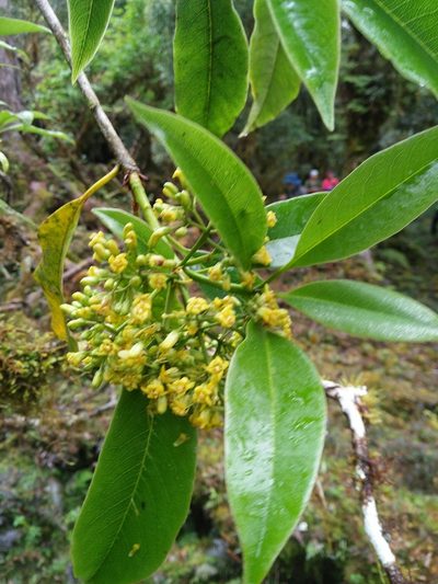 Pittosporum daphniphylloides, photographed by Cheng-Te Hsu