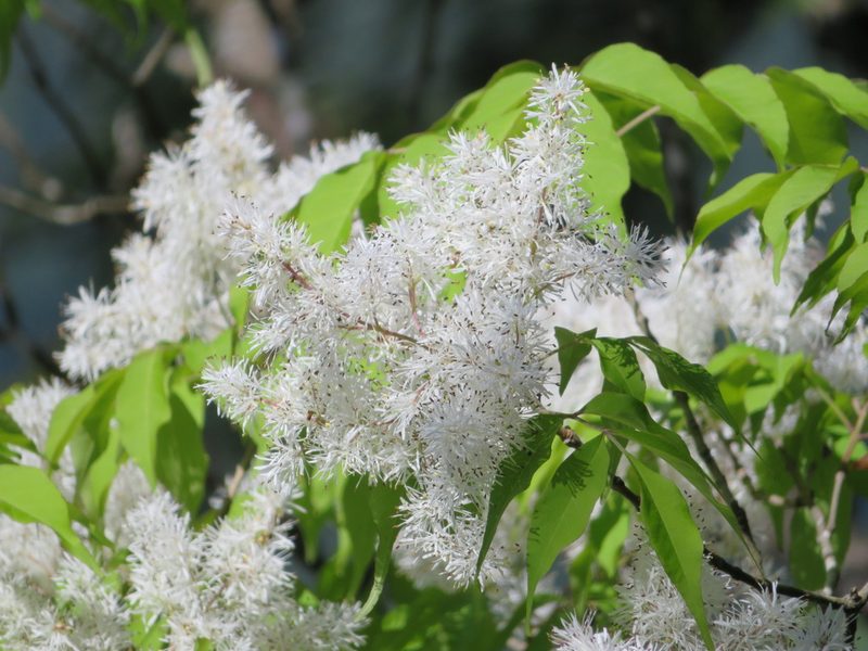 Fraxinus sieboldiana, photographed by Marco Mussita