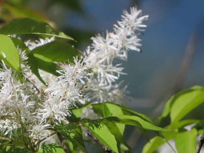 Fraxinus sieboldiana, photographed by Marco Mussita