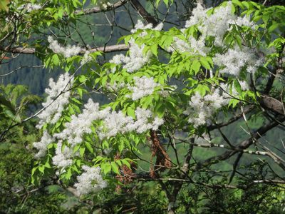 Fraxinus sieboldiana, photographed by Marco Mussita