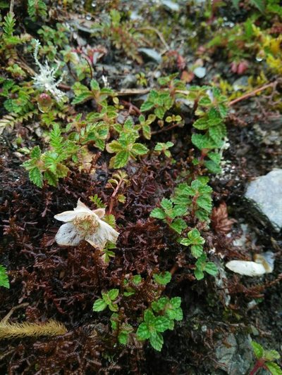 Rubus taiwanicola, photographed by Cheng-Te Hsu