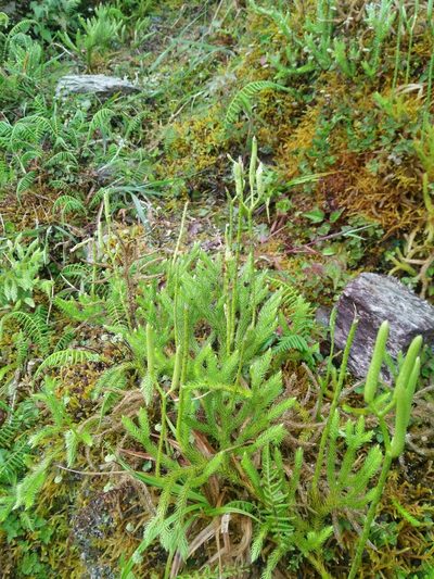 Lycopodium japonicum, photographed by Cheng-Te Hsu
