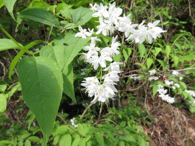 Deutzia gracilis, photographed by Marco Mussita