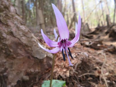 Erythronium japonicum, photographed by Marco Mussita