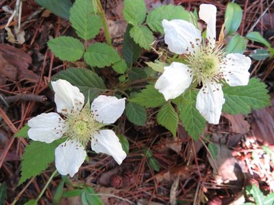 Rubus hirsutus, photographed by Marco Mussita