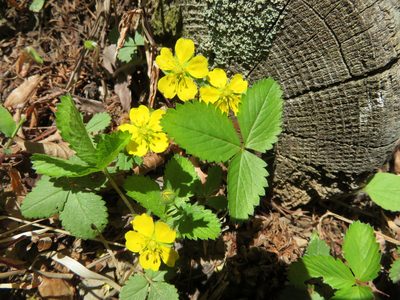 Potentilla freyniana, photographed by Marco Mussita