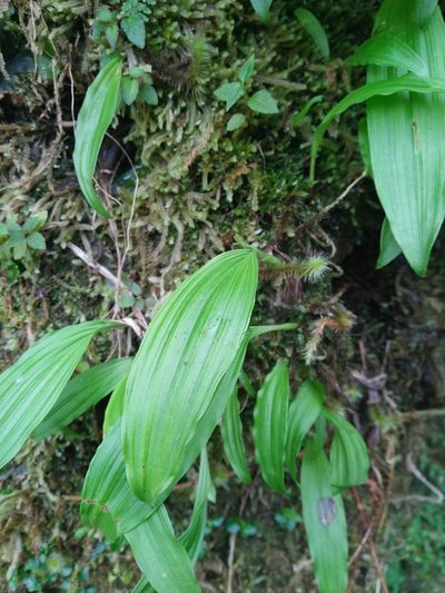 Pleione formosana, photographed by Cheng-Te Hsu