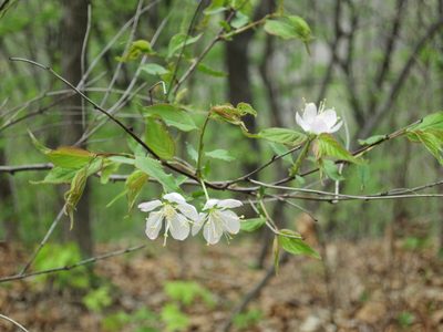 Prunus glandulosa, photographed by Repina Tatyana