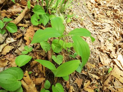 Polygonatum involucratum, photographed by Repina Tatyana