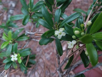 Ilex myrtifolia, photographed by Will McFarland