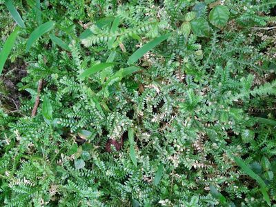 Selaginella remotifolia, photographed by Cheng-Te Hsu
