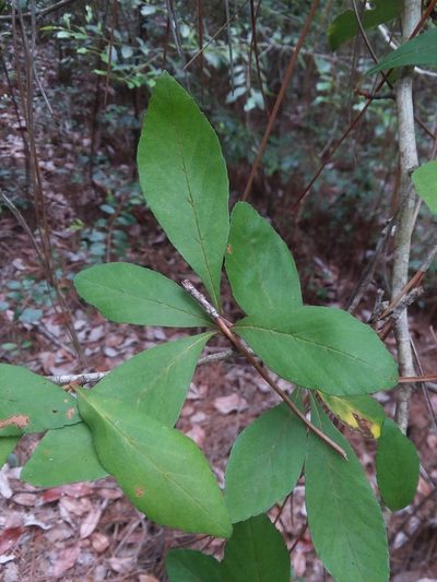 Crataegus opaca, photographed by Will McFarland