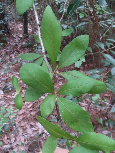 Crataegus opaca, photographed by Will McFarland