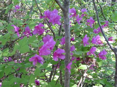 Rhododendron wadanum, photographed by Marco Mussita