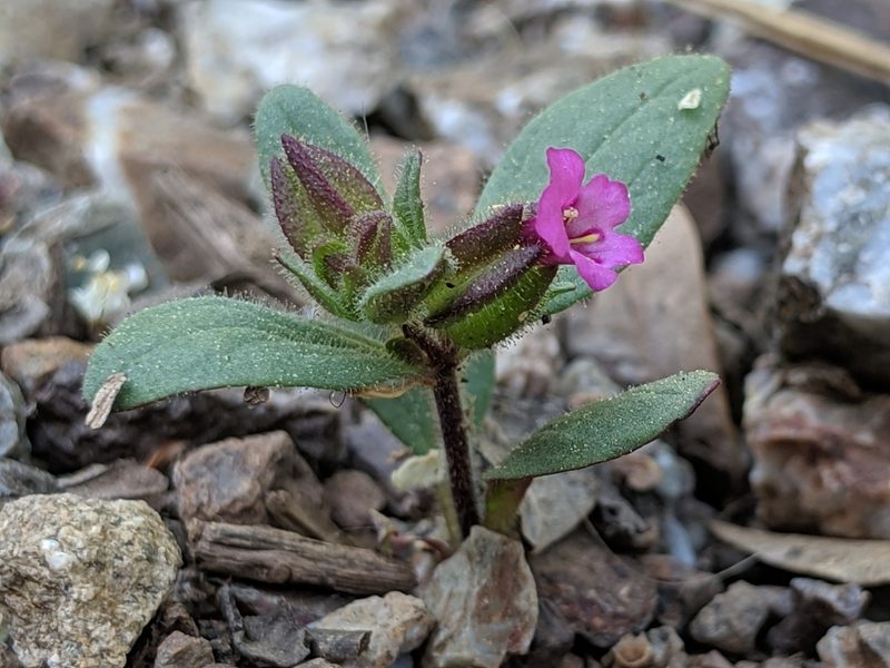 Diplacus rattanii, photographed by Ken-ichi Ueda