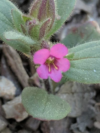 Diplacus rattanii, photographed by Ken-ichi Ueda