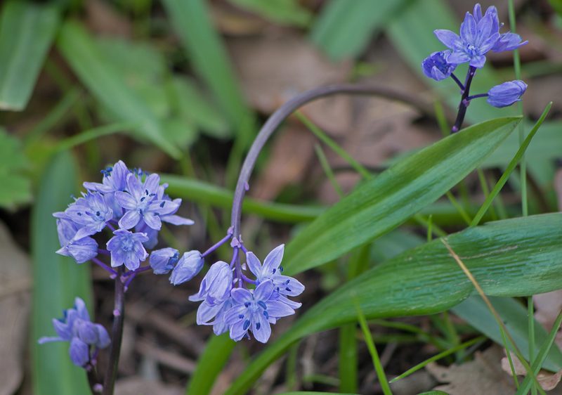 Scilla bithynica, photographed by katunchik