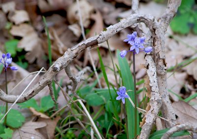 Scilla bithynica, photographed by katunchik
