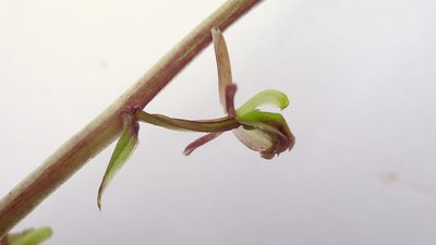 Liparis nervosa, photographed by russiannaturalistbrazil