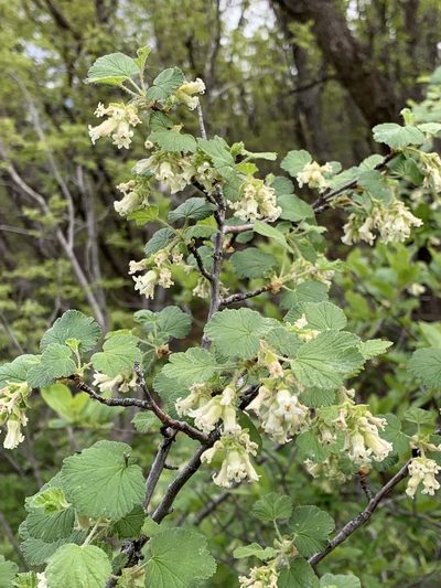 Ribes mescalerium, photographed by CK2AZ