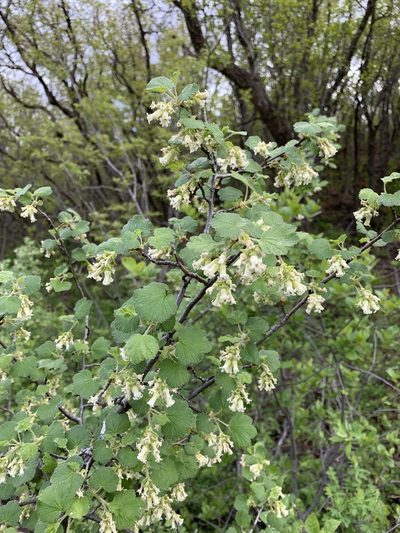 Ribes mescalerium, photographed by CK2AZ