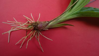 Liparis nervosa, photographed by russiannaturalistbrazil