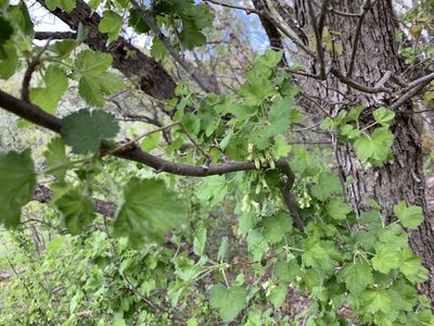 Ribes mescalerium, photographed by CK2AZ