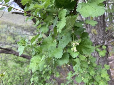 Ribes mescalerium, photographed by CK2AZ