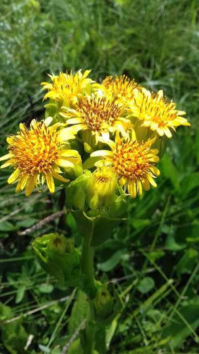 Trixis lessingii, photographed by Edson Luis Fabro Gasperin