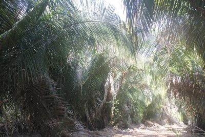 Attalea cohune, photographed by Juan Cruzado Cortés