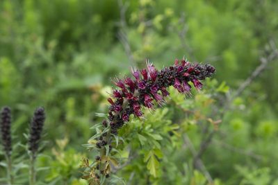 Pontechium maculatum, photographed by Conrad Altmann