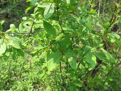 Rhamnus davurica, photographed by Repina Tatyana