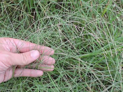 Muhlenbergia paniculata, photographed by Sam Kieschnick