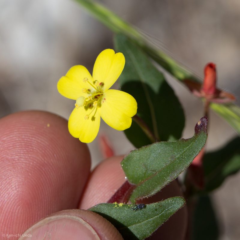 Camissoniopsis ignota, photographed by Ken-ichi Ueda