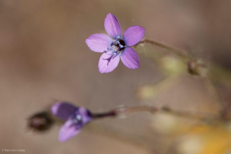 Gilia tenuiflora, photographed by Ken-ichi Ueda