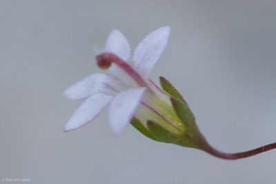 Nemacladus secundiflorus, photographed by Ken-ichi Ueda