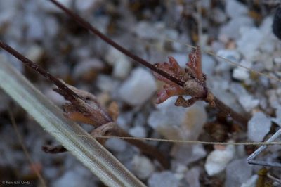 Nemacladus secundiflorus, photographed by Ken-ichi Ueda