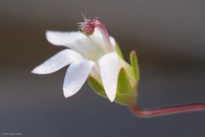 Nemacladus secundiflorus, photographed by Ken-ichi Ueda