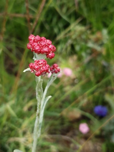 Helichrysum sanguineum, photographed by Dan Killam