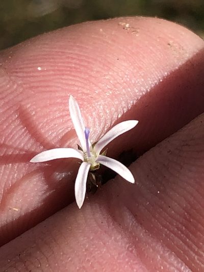 Wahlenbergia rubens, photographed by Dave U