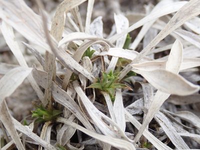 Stenotus armerioides, photographed by John Brew