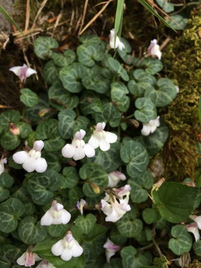 Cymbalaria hepaticifolia, photographed by Thraen